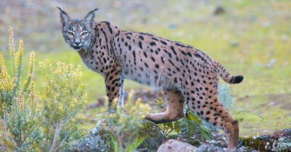 Types of wild cats - Iberian Lynx