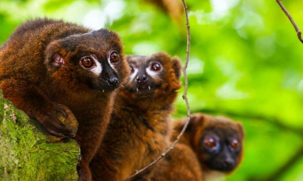 three red-bellied lemur