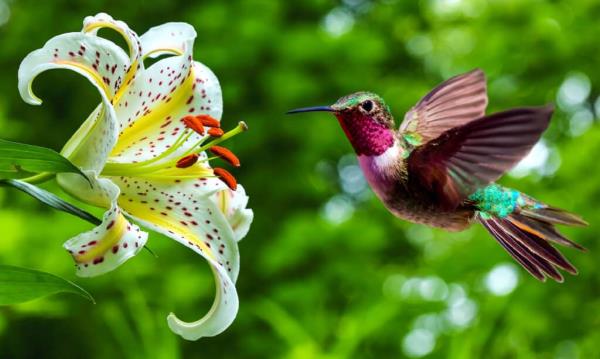 Hummingbird, Flower, Bird, Close-up, Color Image