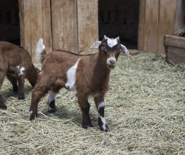 Myoto<em></em>nic (fainting) goats make good pets