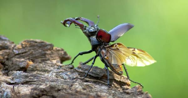 发现6种会咬人的甲虫
